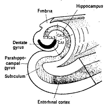 Hippocampus, doorsnede