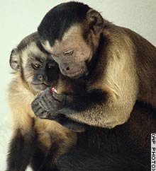 An adult, right, and a juvenile capuchin monkey are seen demonstrating food sharing behavior in this undated handout photo.